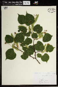 Tilia cordata image