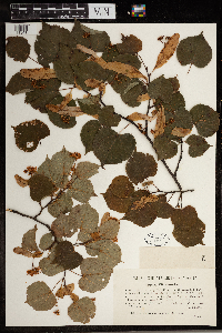 Tilia cordata image