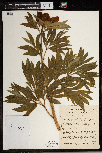 Paeonia officinalis image