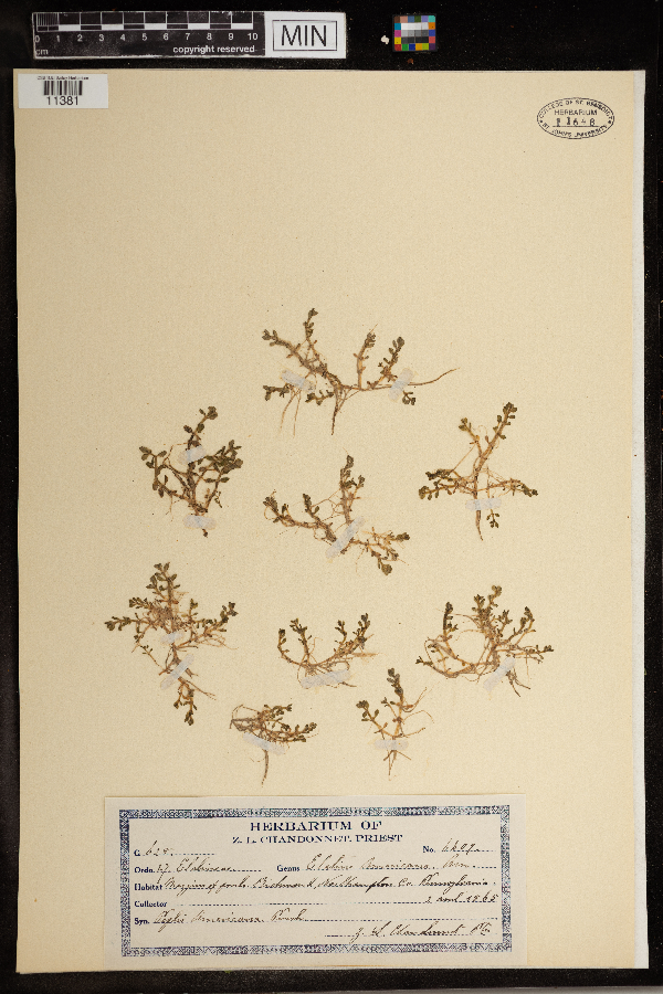 Elatine americana image