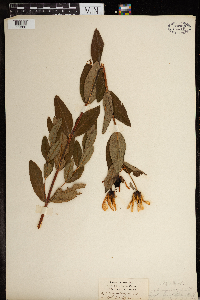 Hypericum ascyron image