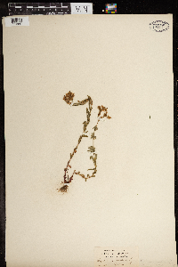 Hypericum canadense image