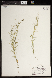 Hypericum canadense image