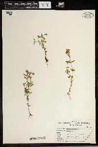 Hypericum majus image