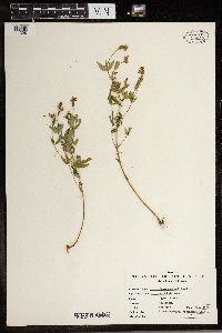 Hypericum mutilum image