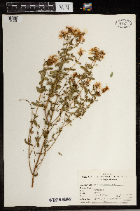 Hypericum perforatum image