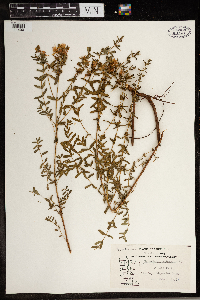 Hypericum perforatum image