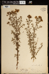 Hypericum perforatum image