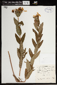 Hypericum ascyron subsp. pyramidatum image