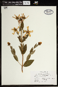 Hypericum ascyron subsp. pyramidatum image