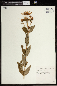 Hypericum ascyron subsp. pyramidatum image