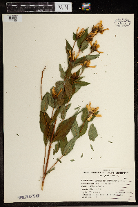 Hypericum ascyron subsp. pyramidatum image