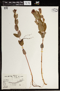 Triadenum virginicum image