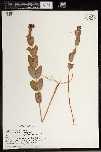 Triadenum virginicum image