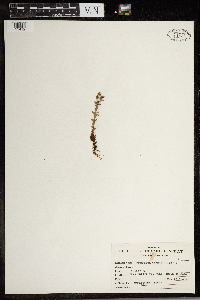 Hypericum anagalloides image