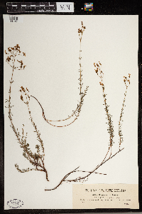 Hypericum coris image