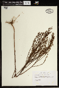 Hypericum drummondii image