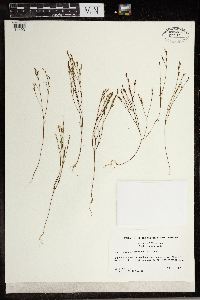 Hypericum gentianoides image