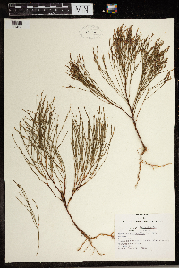 Hypericum gentianoides image