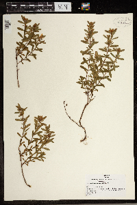 Hypericum hypericoides image