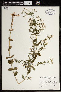 Hypericum mutilum image