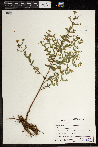 Hypericum mutilum image