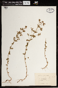 Hypericum mutilum image