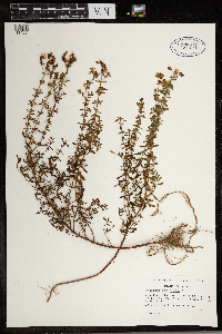 Hypericum perforatum image