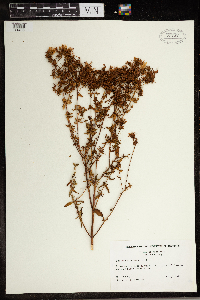 Hypericum perforatum image