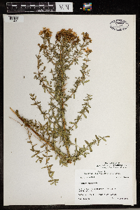 Hypericum perforatum image