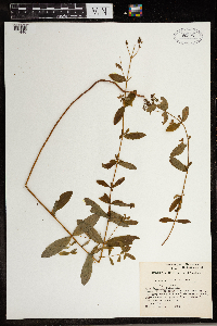 Hypericum punctatum image