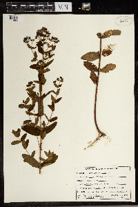 Hypericum punctatum image