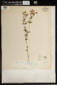 Hypericum mutilum image