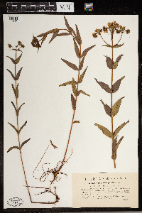 Hypericum perforatum image