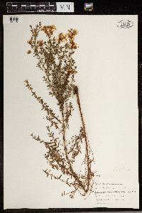 Hypericum perforatum image