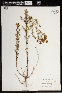 Hypericum perforatum image