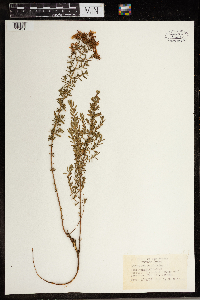 Hypericum perforatum image
