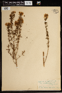 Hypericum perforatum image