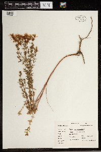 Hypericum perforatum image
