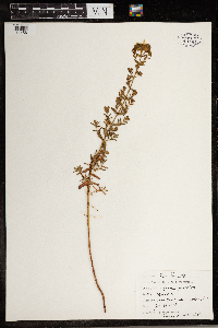 Hypericum perforatum image