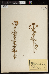 Hypericum prolificum image
