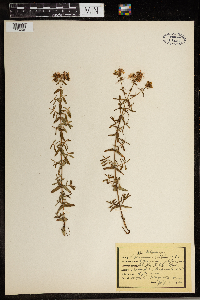 Hypericum prolificum image