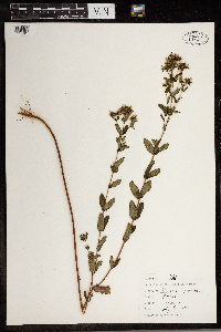Hypericum punctatum image