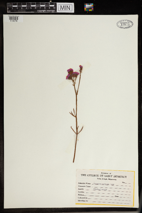 Limonium vulgare image