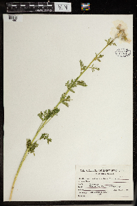 thumbnail image of current specimen