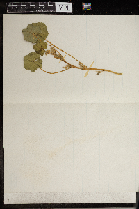 thumbnail image of current specimen