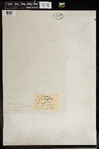 thumbnail image of current specimen