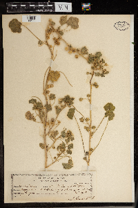 Malva neglecta image