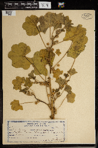 Malva parviflora image