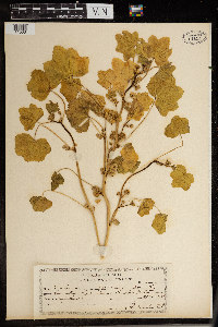 Malva parviflora image